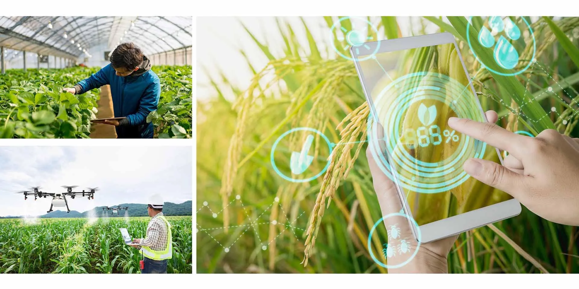 Kết hợp blockchain trong n&ocirc;ng nghiệp